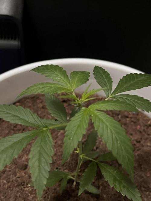 Gelato Auto. Week 7 - Gelato Auto Week 7
Top Down Pic
