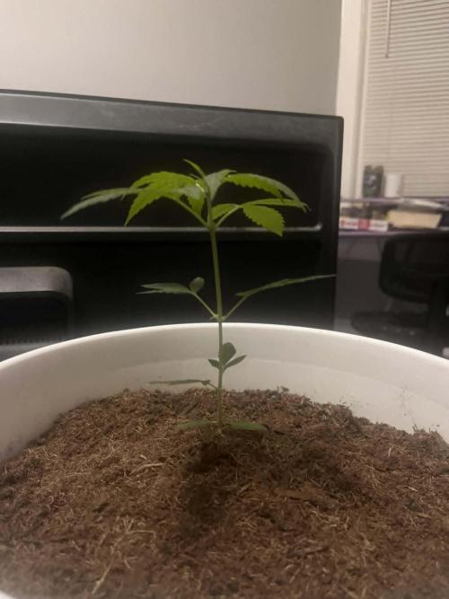 Gelato Auto. Week 7 - Gelato Auto
She blew up in Height and size too