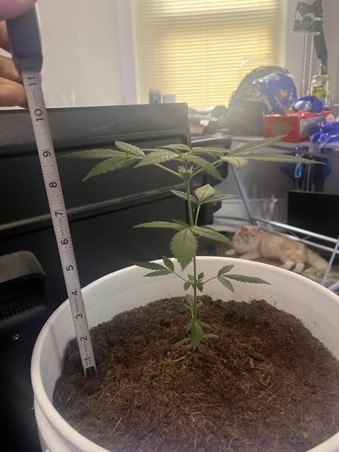 Gelato Auto. Week 8 - Gelato.Auto-Height Week 8 