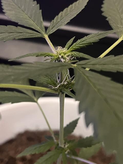 Gelato Auto. Week 8 - Gelato.Auto-Crown 1