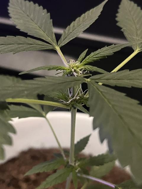 Gelato Auto. Week 8 - Gelato.Auto-Crown2