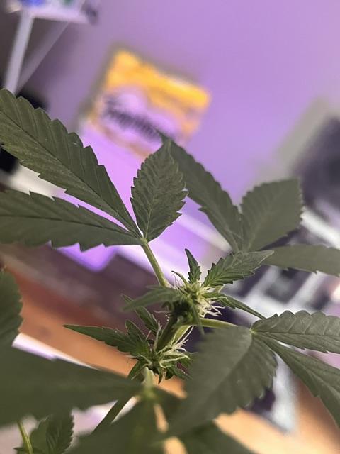 Gelato Auto. Week 8 - Gelato.Auto-Crown3