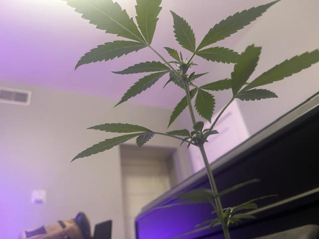 Gelato Auto. Week 8 - Gelato.Auto-Under