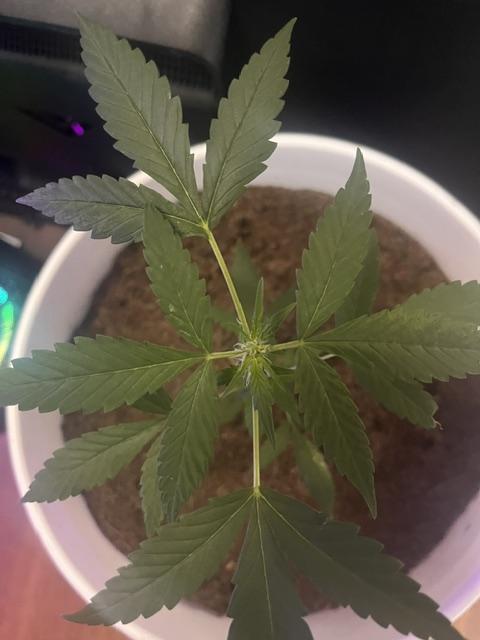 Gelato Auto. Week 8 - Gelato.Auto-Top Down