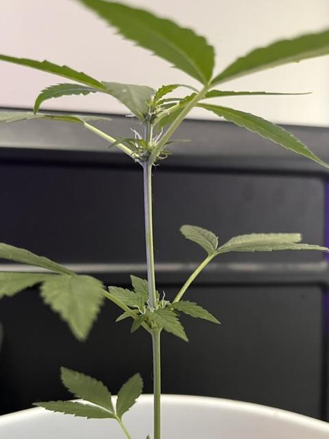 Gelato Auto. Week 8 - Gelato.Auto-Full Body