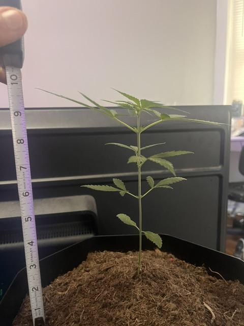 Purple Queen. Week 4 - PurpleQueen-9.5/10in

Labeling as Early Flower