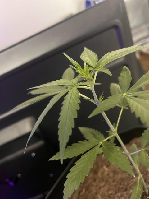 Purple Queen. Week 4 - PurpleQueen Crowns,Tops & White Hairs

Early Flower