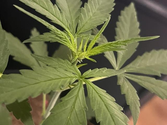 Purple Queen. Week 4 - PurpleQueen Crown Closeup 1