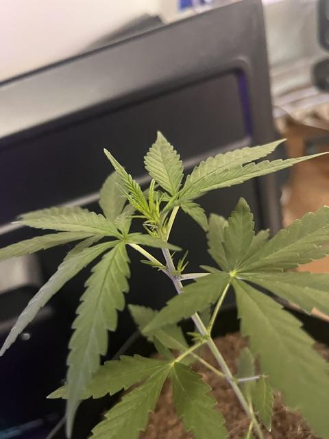 Purple Queen. Week 4 - PurpleQueen Crown 2

Labeling as Early Flower