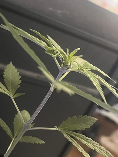Purple Queen. Week 4 - PurpleQueen Crown3

Labeling as Early Flower