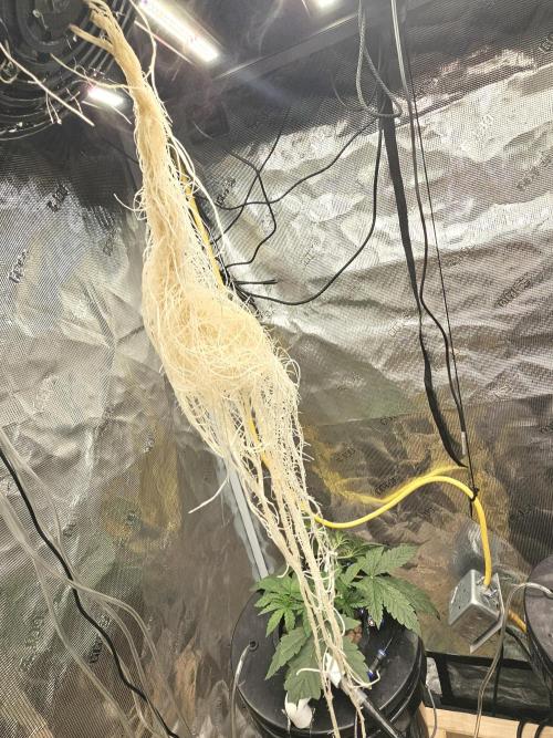 Gorilla Tent Project. Week 1 - Day 2 of Week 2 of Veg. The dissolved oxygen supersaturation experiment