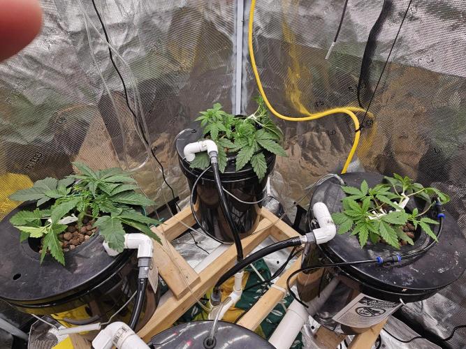 Gorilla Tent Project. Week 1 - The RedJed HomeGrown HydroHybrid as found in the 4x4 Gorilla Tent