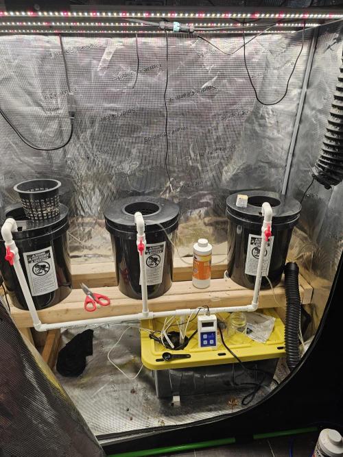 Gorilla Tent Project. Week 1 - The RedJed HydroHybrid (continued development system) as found in the 2.5 x 4.5'