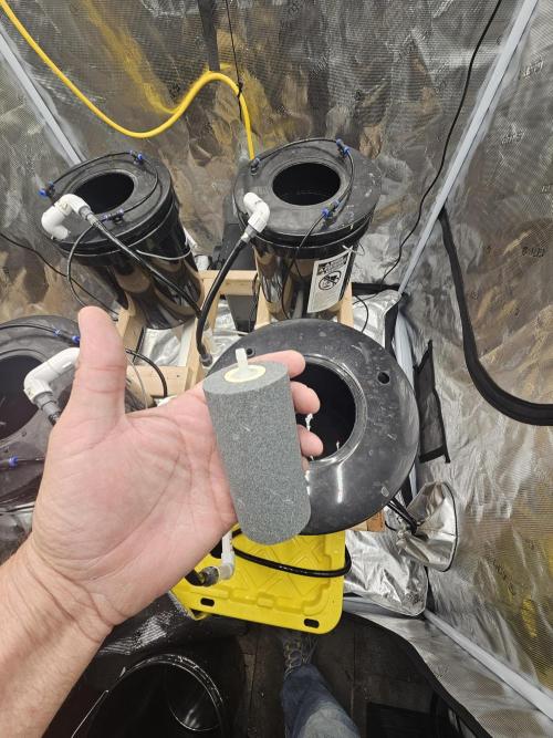 Gorilla Tent Project. Week 1 - Big Air Pumps require big Airstone for more bubbles than champagne