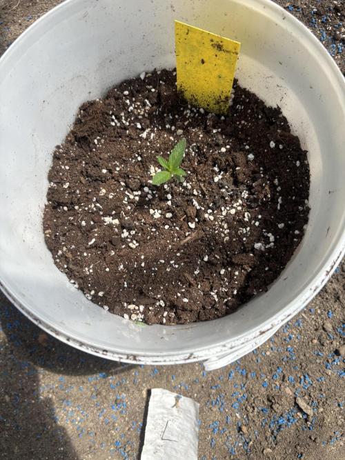 Cinderella Jack & Lemon Kix (Auto). Week 2 - Lemo kix 
(Punk)