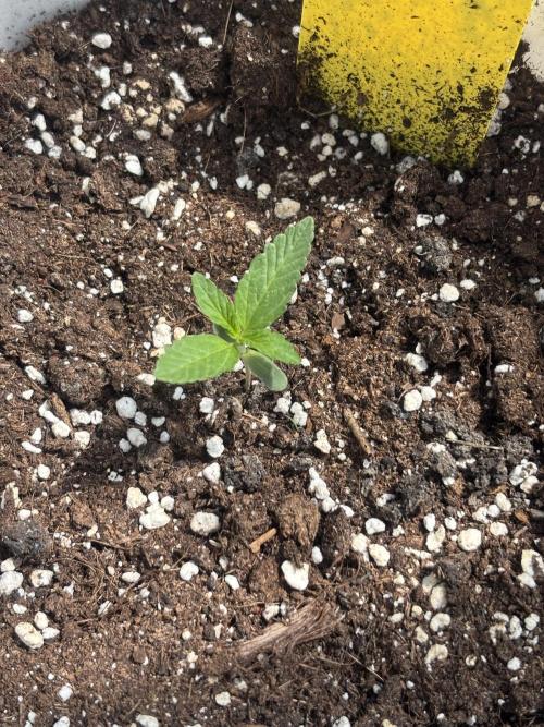 Cinderella Jack & Lemon Kix (Auto). Week 2 - Lemon kix
