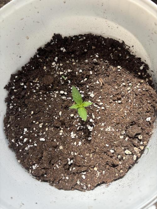 Cinderella Jack & Lemon Kix (Auto). Week 2 - Cinderella Jack 
(Punk)