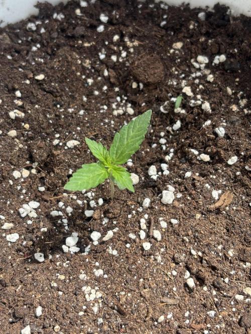 Cinderella Jack & Lemon Kix (Auto). Week 2 - Cinderella Jack 