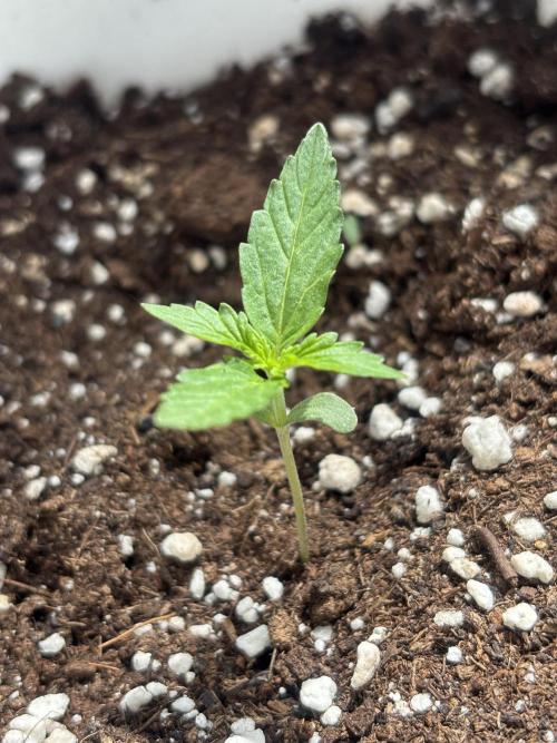 Cinderella Jack & Lemon Kix (Auto). Week 2 - Cinderella Jack 