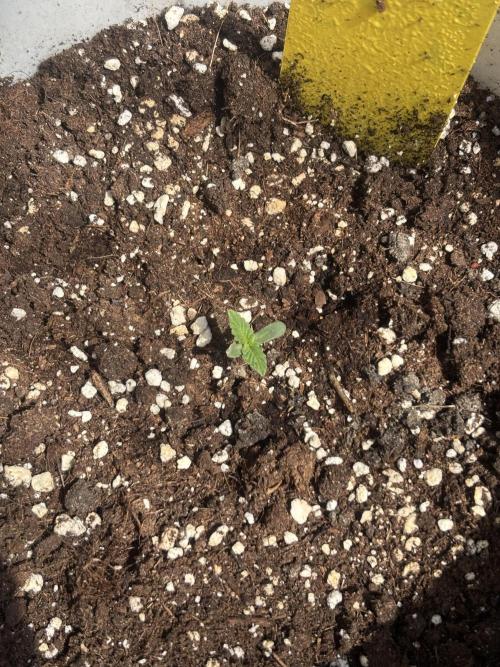 Cinderella Jack & Lemon Kix (Auto). Week 1 - Lemon kix 