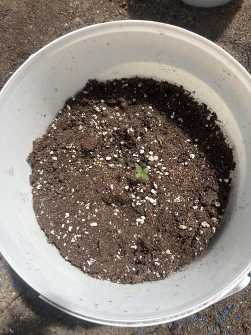 Cinderella Jack & Lemon Kix (Auto). Week 1 - Cinderella Jack