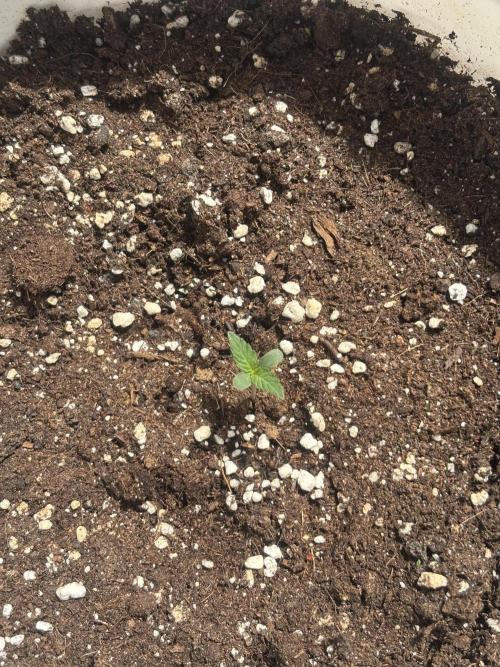 Cinderella Jack & Lemon Kix (Auto). Week 1 - Cinderella Jack
