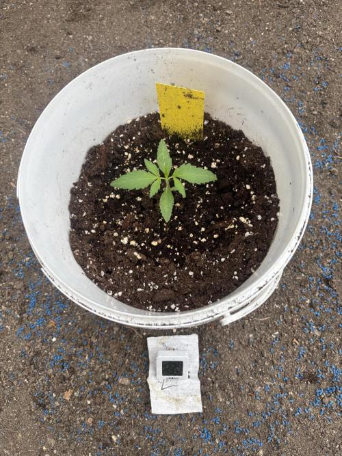 Cinderella Jack & Lemon Kix (Auto). Week 3