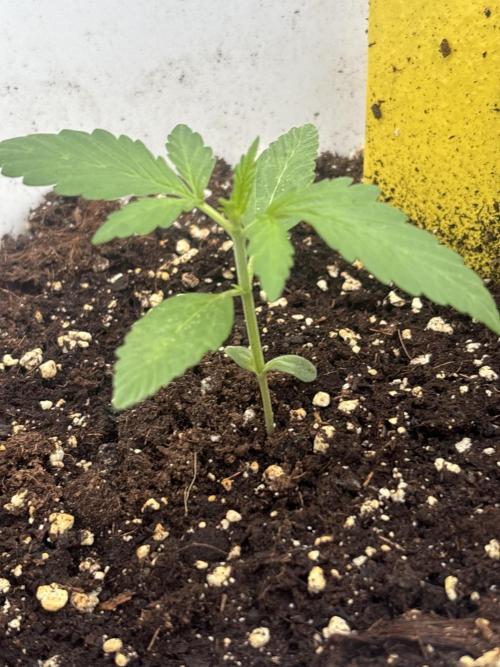 Cinderella Jack & Lemon Kix (Auto). Week 3