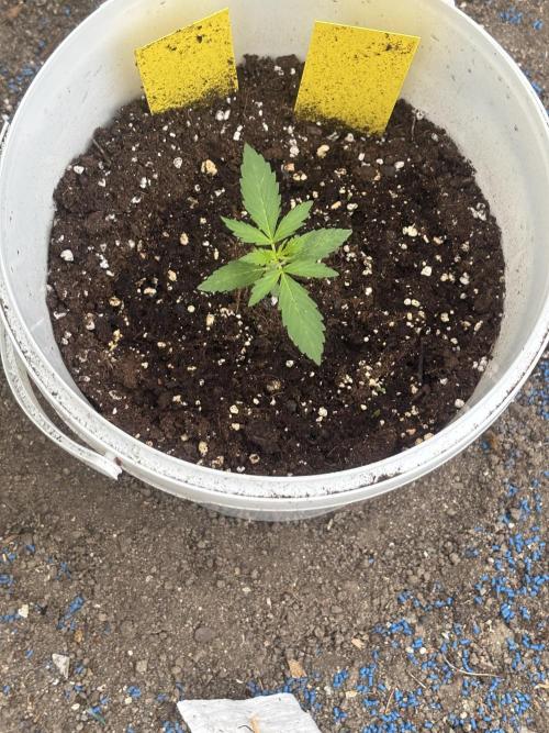 Cinderella Jack & Lemon Kix (Auto). Week 3