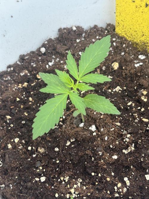 Cinderella Jack & Lemon Kix (Auto). Week 3