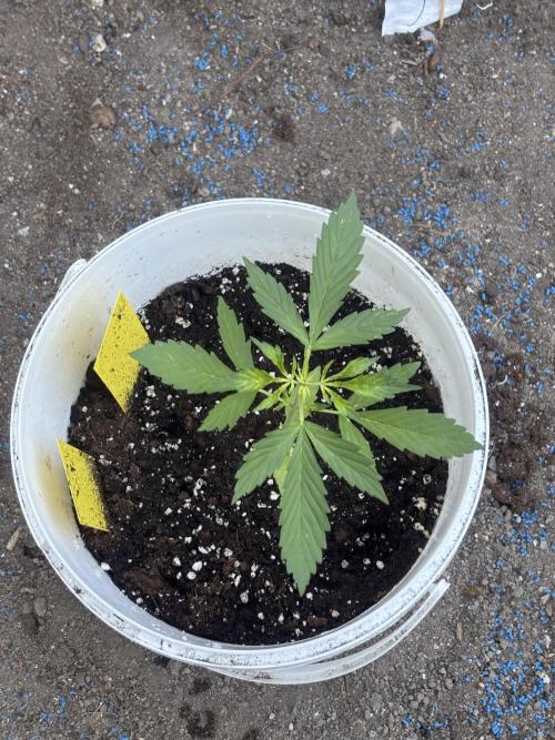 Cinderella Jack & Lemon Kix (Auto)