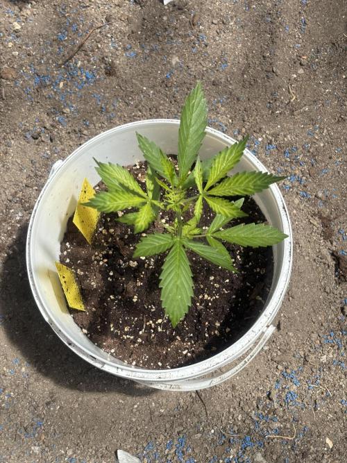 Cinderella Jack & Lemon Kix (Auto). Week 4 - Cinderella jack auto