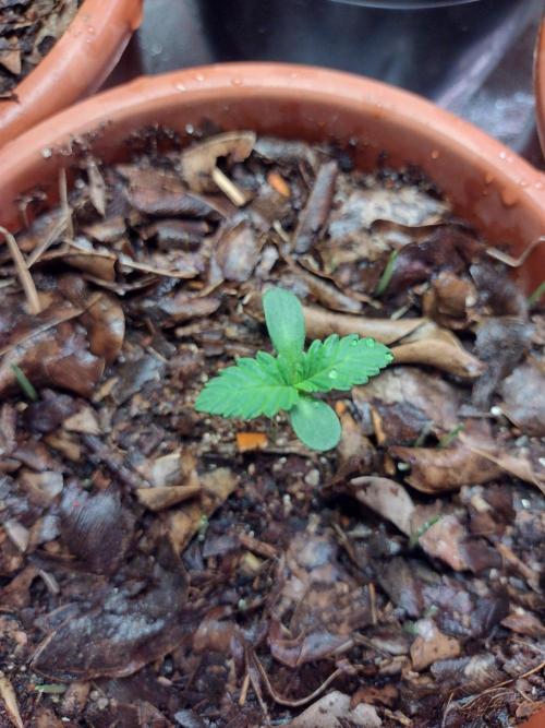 LemonZi - Karma. Week 1 - Desenvolvimento normal, cultivo bem simples.