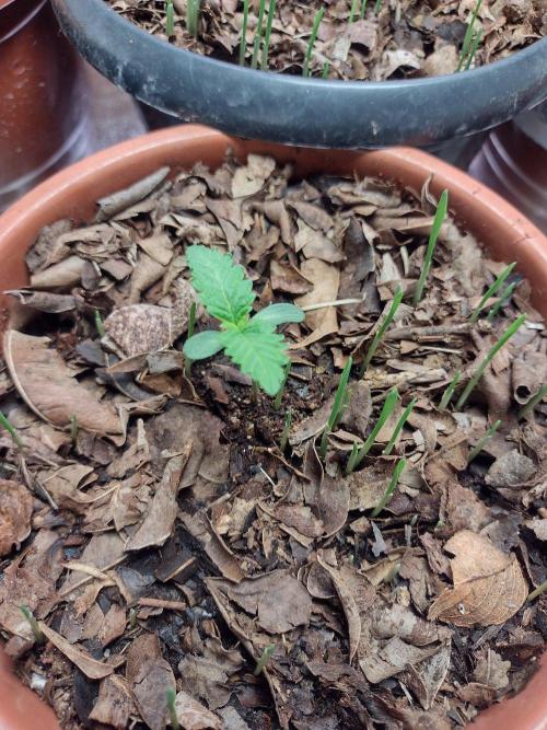 LemonZi - Karma. Week 1 - Algo começa a nascer, esses brotos são das sementes do Bokashi. 
