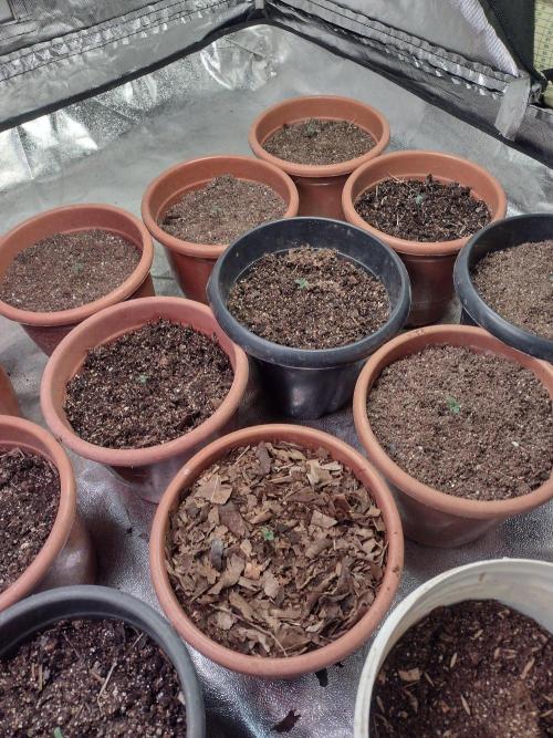 LemonZi - Karma. Week 1 - Germinação em água e água oxigenada. 