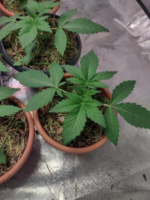 LemonZi - Karma. Week 2