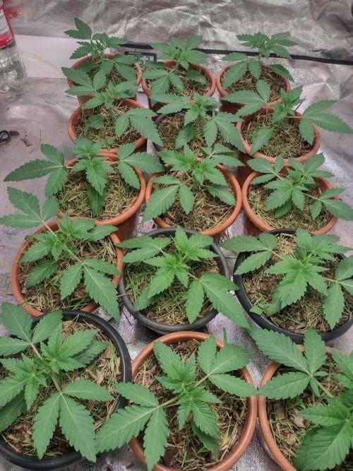 LemonZi - Karma. Week 2