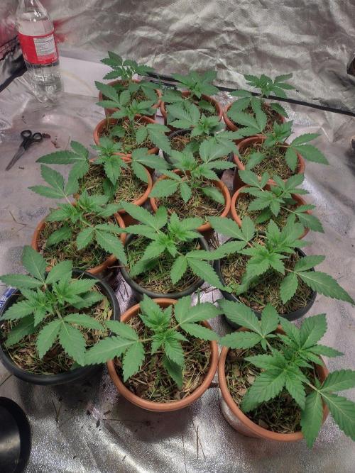 LemonZi - Karma. Week 2