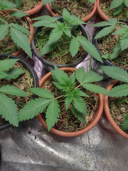 LemonZi - Karma. Week 2