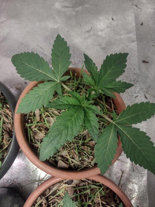 LemonZi - Karma. Week 2