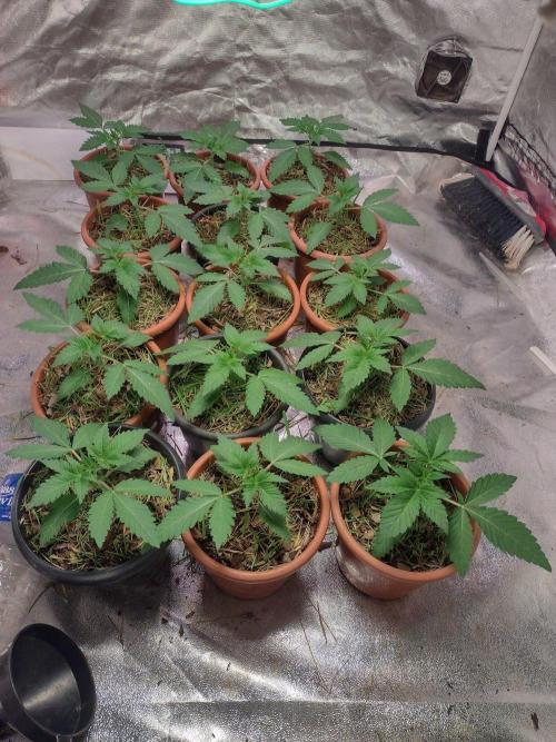 LemonZi - Karma. Week 2