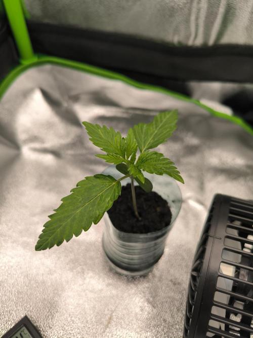 Lemon cherry gelato outdoor summer grow. Week 2