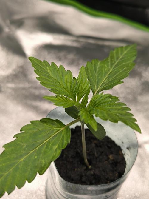 Lemon Cherry Gelato. Week 2