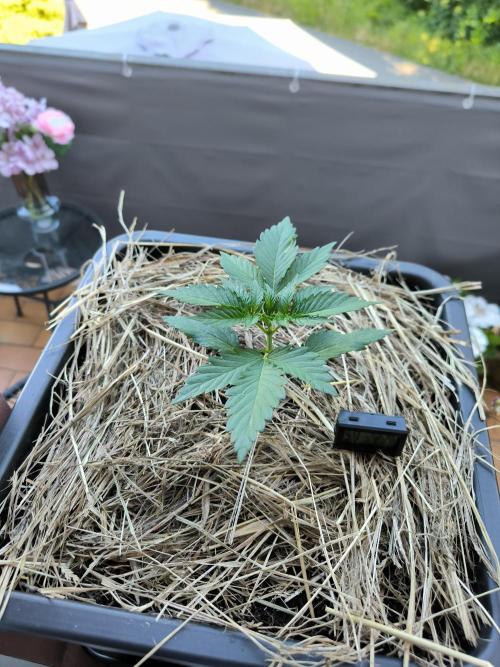 Lemon cherry gelato outdoor summer grow. Week 3