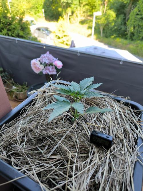 Lemon cherry gelato outdoor summer grow. Week 3