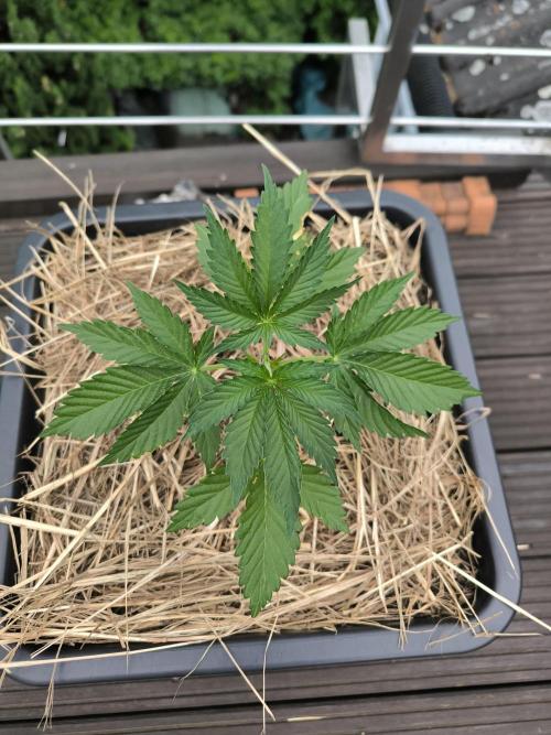 Lemon cherry gelato outdoor summer grow. Week 4