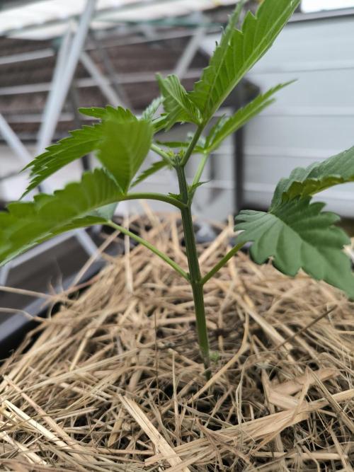 Lemon cherry gelato outdoor summer grow. Week 4