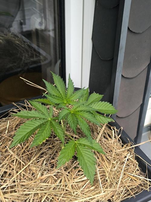 Lemon cherry gelato outdoor summer grow. Week 4