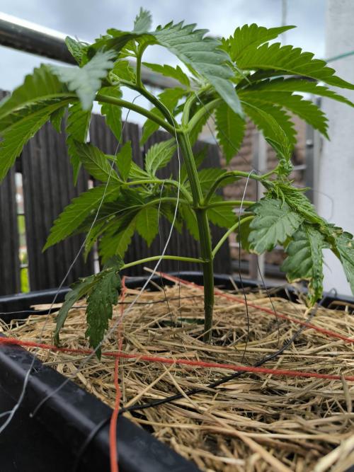 Lemon cherry gelato outdoor summer grow. Week 5