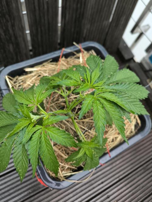 Lemon cherry gelato outdoor summer grow. Week 5
